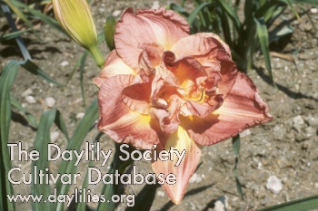 Daylily Double Breakthrough